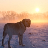 Krásný pes, krásný západ slunce - to bude fotka!