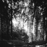 Temný les