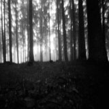 Šumavský tajemný les
