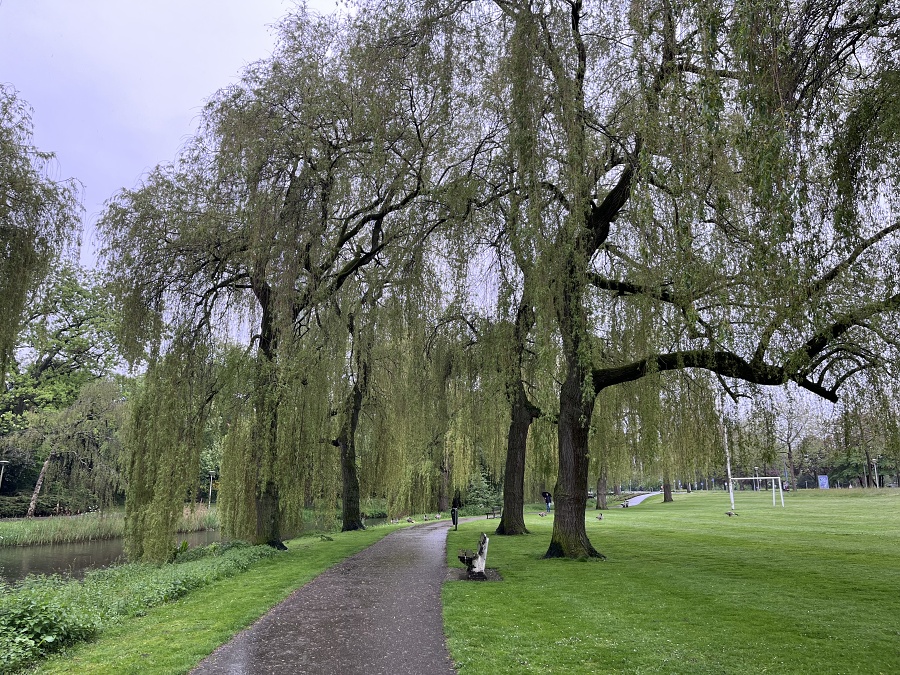 Dommel