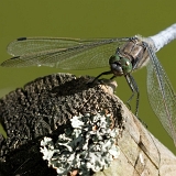 Vážka černořitná (Orthetrum cancellatum)